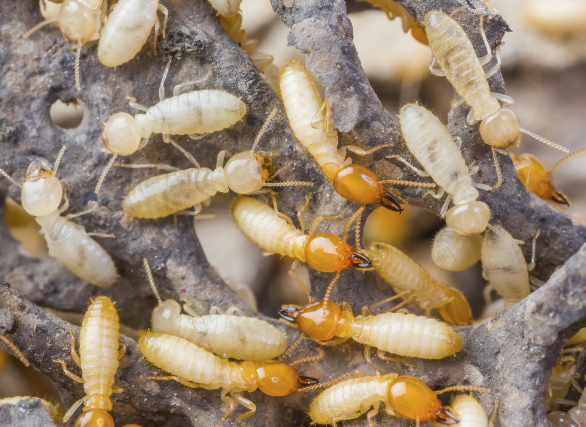 Termites: The Wood Eating Bugs