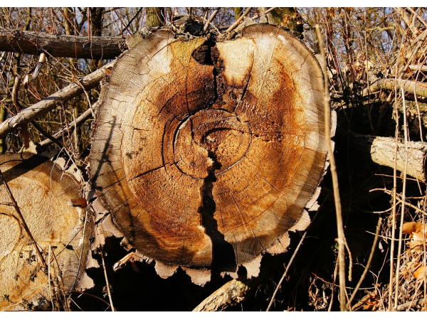 Woods And Their Uses